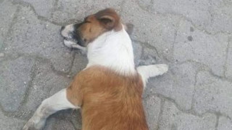 Çanakkale'de 20 köpek zehirlendi
