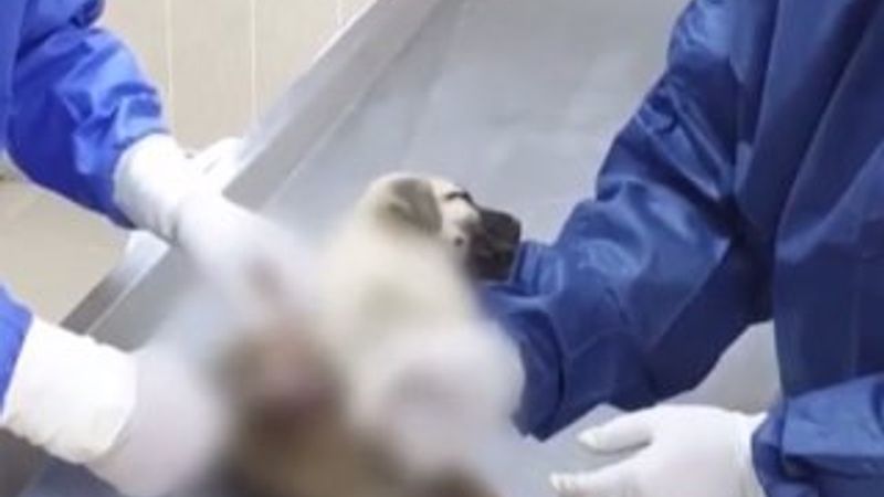 Depremzede yavru köpek sağlığına kavuşturuldu