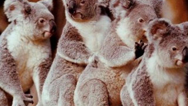 Avustralya'da koala katliamı