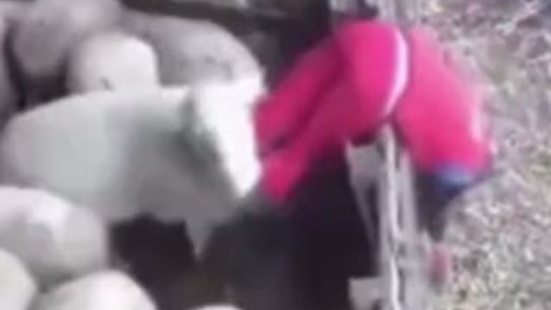 Çiftçinin açığını kollayıp intikam alan koyun