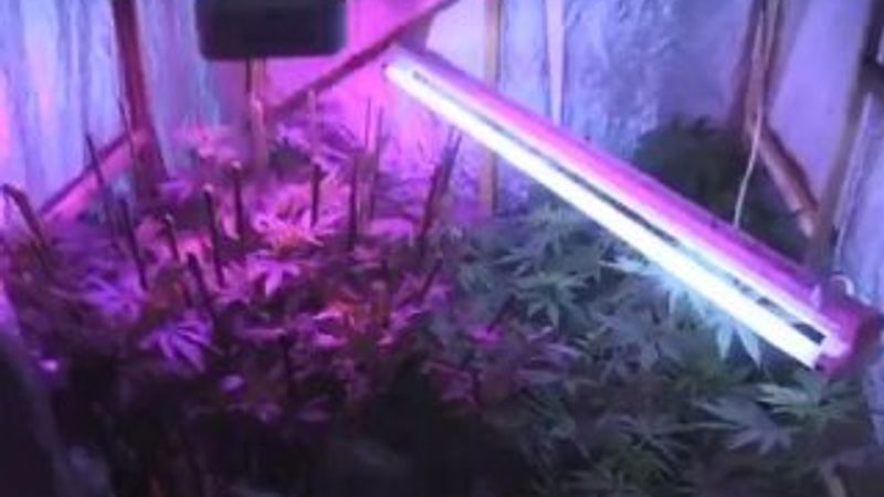 Villada uyuşturucu yetiştiren şüpheli gözaltına alındı