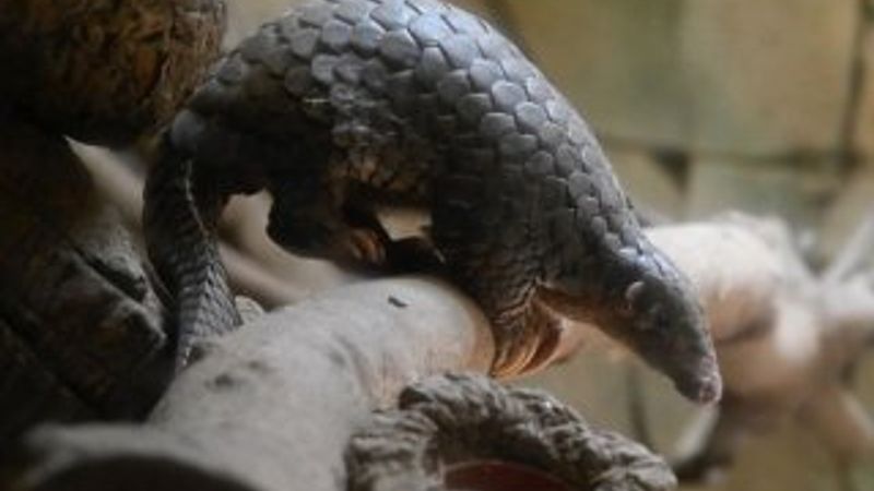 Çin, koronavirüsün kaynağını araştırıyor