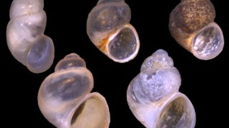 Gökçeada'da 4 yeni salyangoz türü keşfedildi