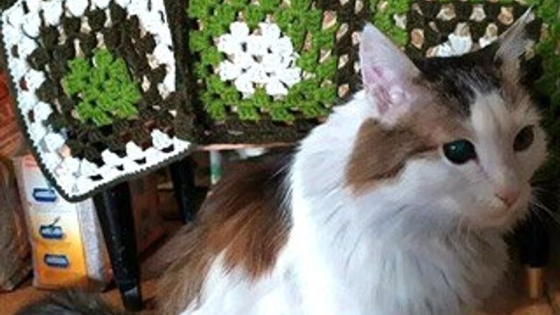 Kedi, uyuyan sahibini ısırarak yangından kurtardı