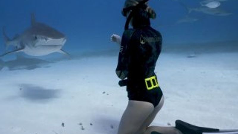 Köpek balığıyla tehlikeli yakınlaşma