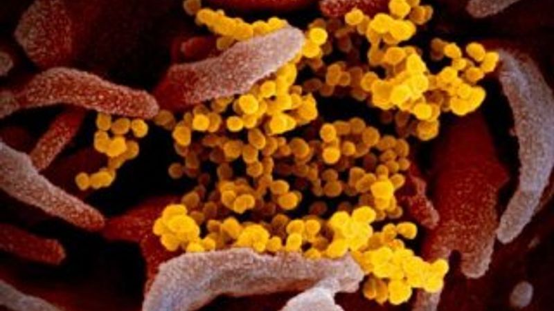 Koronavirüs fotoğrafları yayınlandı