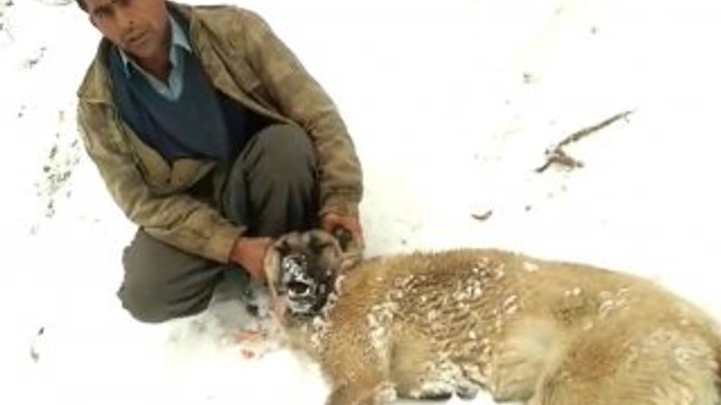 Kahramanmaraş'ta köpek ve vahşi hayvanlar zehirlendi