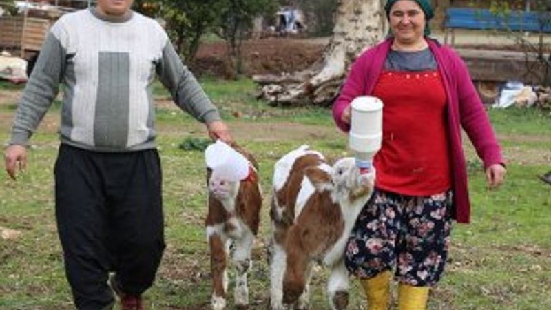 Sevgililer Günü hediyesi buzağılarla çiftlik kurdu