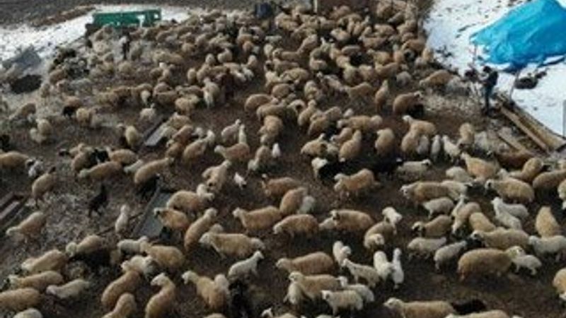 Elazığ’da kuzuların anneleriyle buluşması