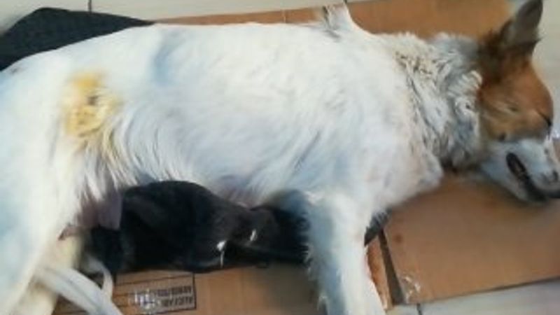 Samsun'da bir kişi 7 yavrulu anne köpeği taşla öldürdü