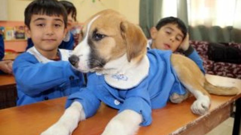 Köy okulunun maskotu olan Fındık, hastalandı