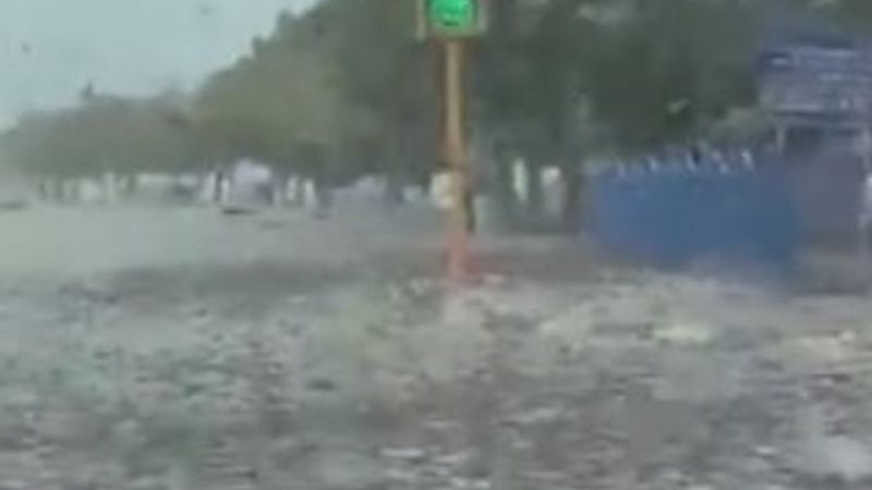 Suudi Arabistan'da çekirge istilası