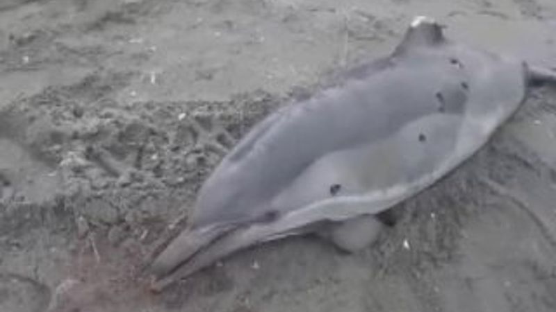 Sakarya'da yunuslara ateş edip yüzgeçlerini kestiler