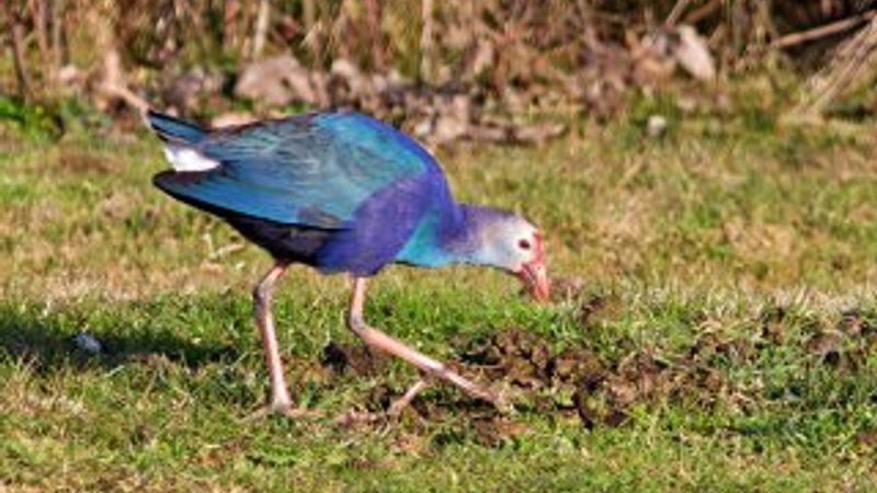Nesli tükenmekte olan saz horozları