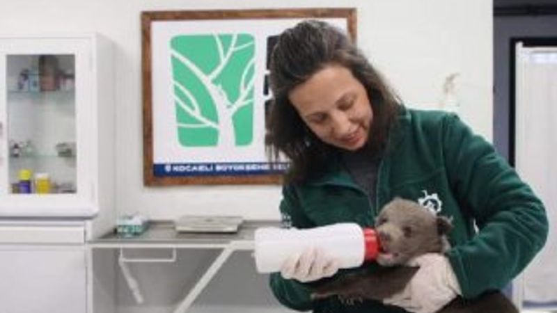 Kocaeli'de ormanda bulunan yavru bozayı bakıma alındı