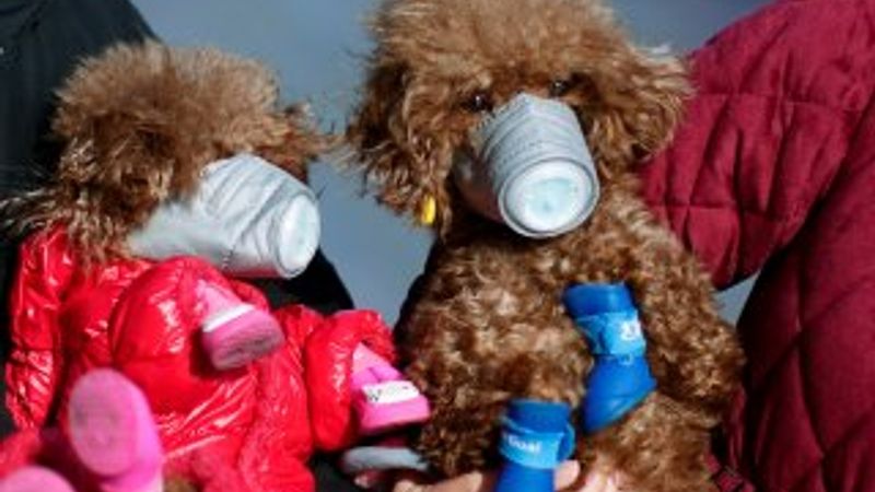 Hong Kong'da virüs şüphesiyle evcil bir köpek karantinada