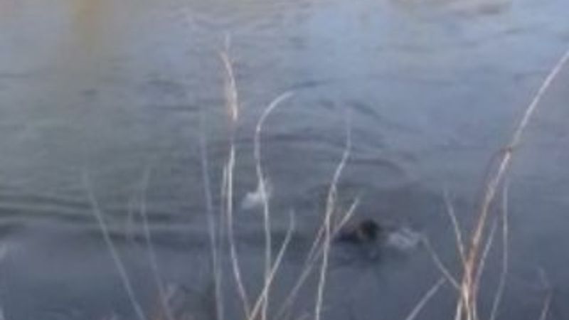 Yunanistan'dan yüzerek dönen mülteciler