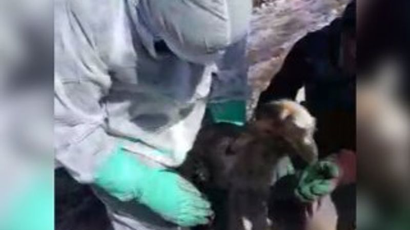 Göçük altından 14 gün sonra canlı çıkan oğlak