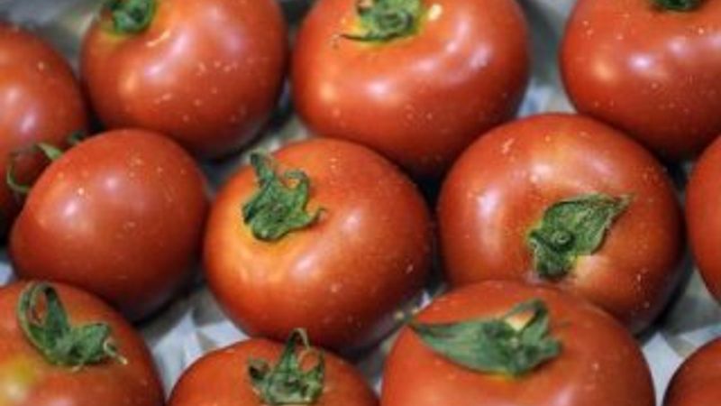 Rusya'ya domates ihracat kotası 50 bin ton artırıldı