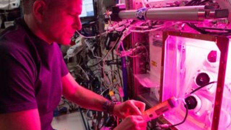 NASA astronotları, uzay istasyonunda marul yetiştirdi