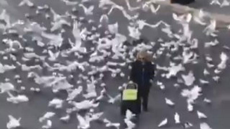 Sokak hayvanları aç kalıyor