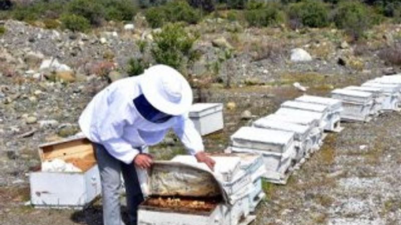 Propolis, 2 bin liradan alıcı buluyor