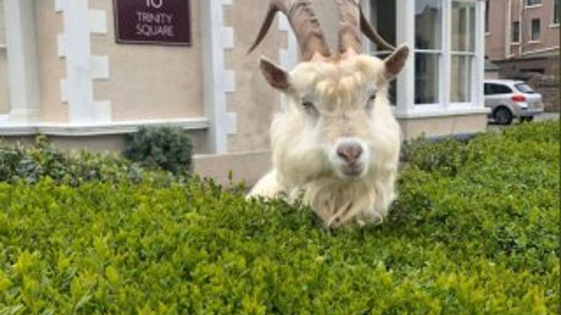 İngiltere'de sokağa inen yabani keçiler