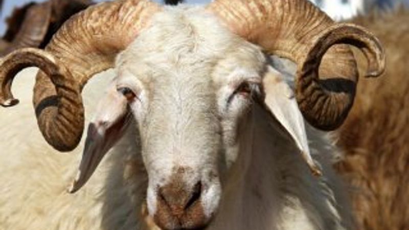 Sivas'ta köye adak kurbanı kesmeye gelen 8 kişiye ceza