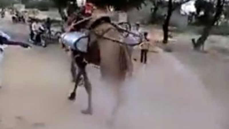 Koronavirüse karşı deveyle ilaçlama