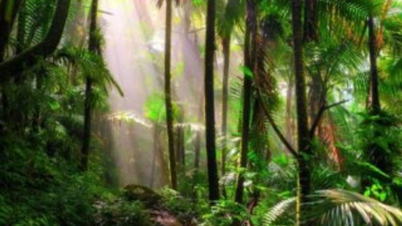 Bilim insanları Antarktika'da orman izlerine rastladı