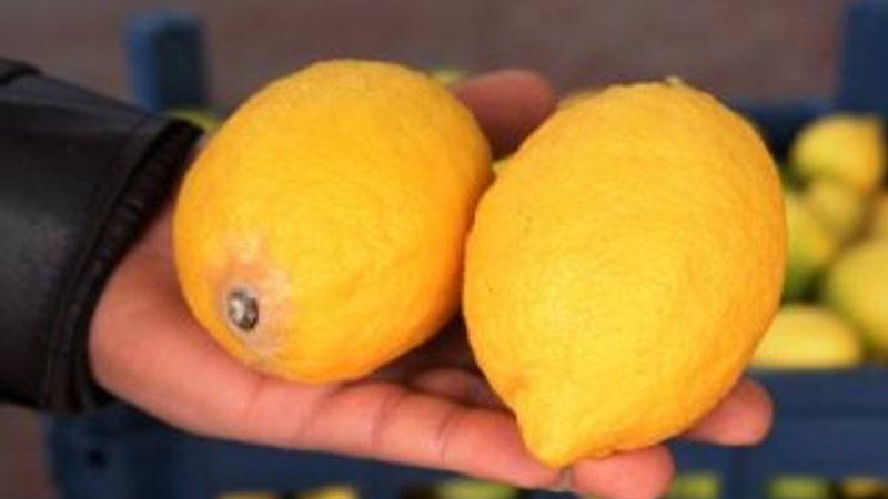 Limon ihracatı izne bağlandı