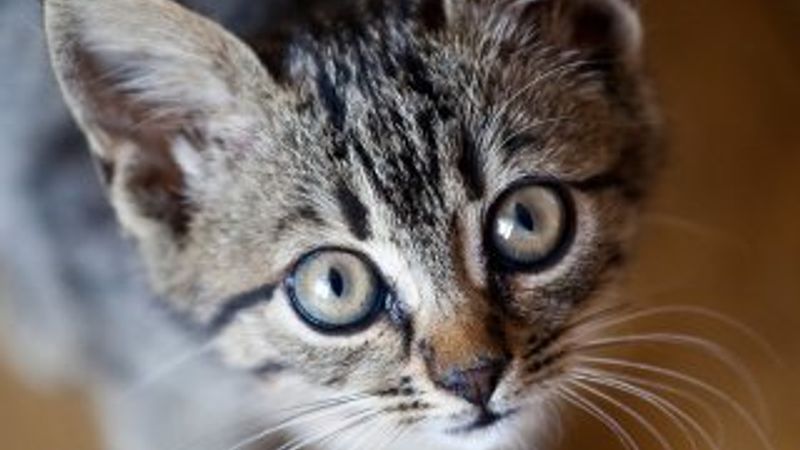 ABD merkezli bilim dergisinden korkutan araştırma