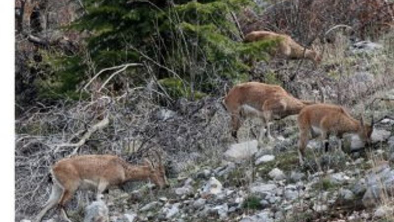 Antalya'da dağ keçileri yola indi