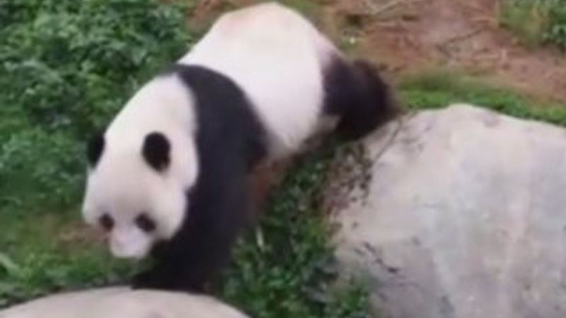 Pandalar 10 yıl sonra çiftleşti