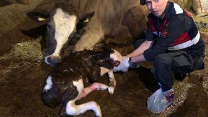 Yaşlı kadının ineğinin doğumunu jandarma yaptırdı