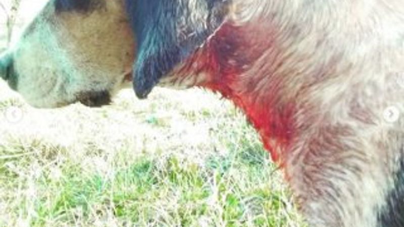 Ayvacık'ta sokak hayvanlarına eziyet