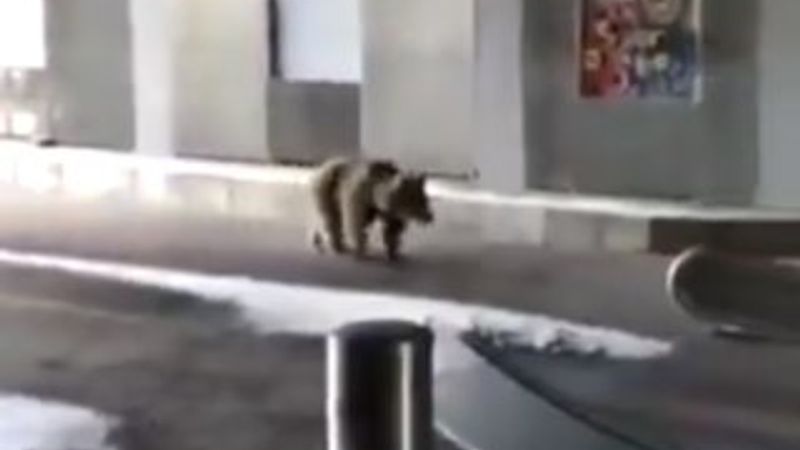 Bursa'da teleferik istasyonuna giren ayı