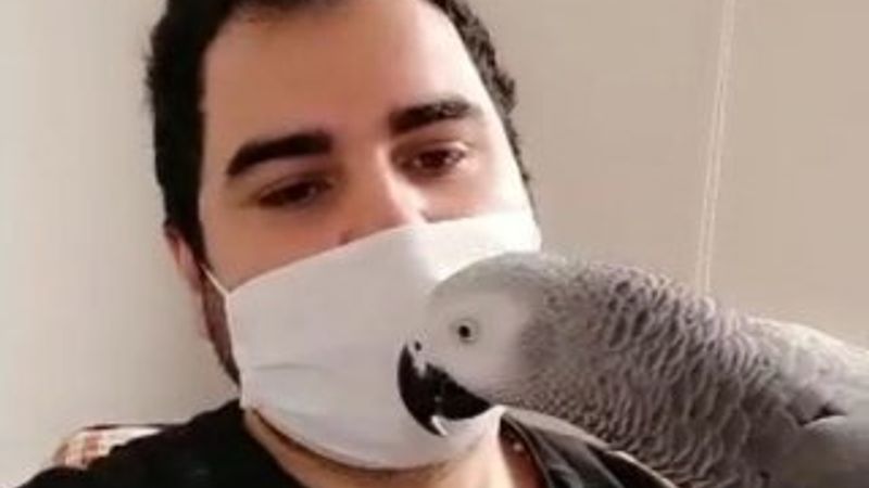 Evde Kal sloganını ezberleyen papağan