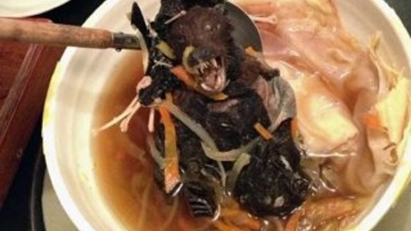 Yarasalar incelendi, 6 yeni virüs türü ortaya çıktı