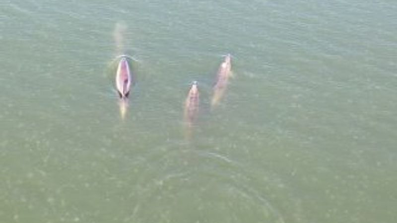 İzmit Körfezi'nde yunusların dansı