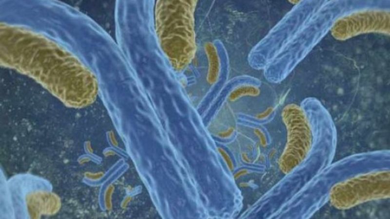 Bence-Jones proteini nedir