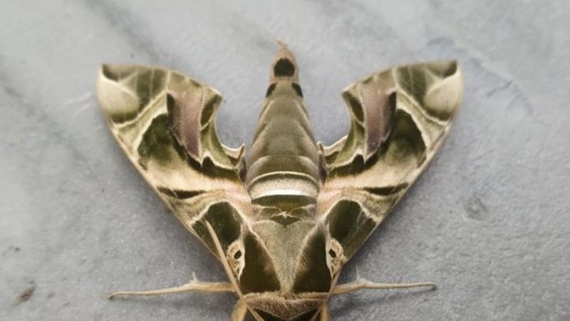 Nadir görülen Mekik Kelebeği, Hakkari'de ortaya çıktı