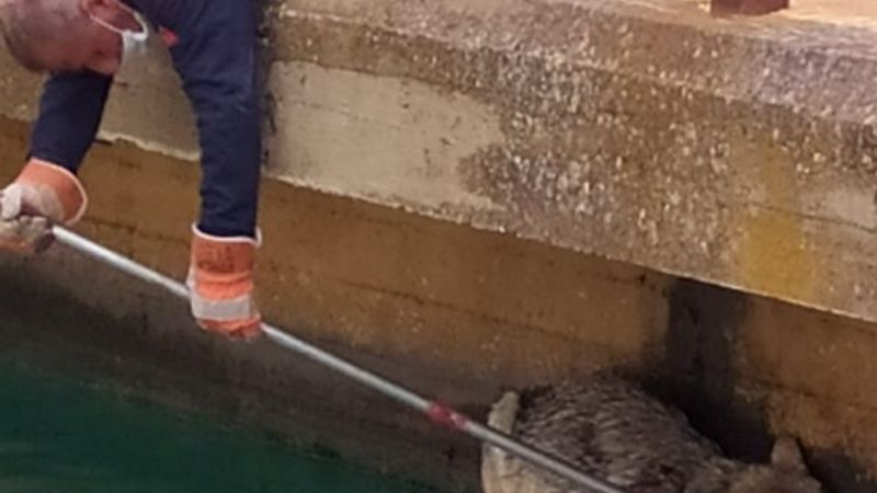 Mardin'de sulama kanalına düşen kurt kurtarıldı