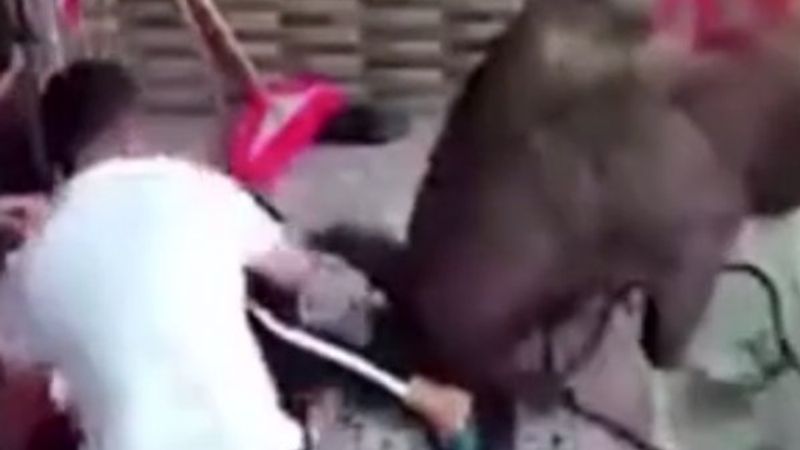 Kızgın boğa anne ve bebeğine saldırdı