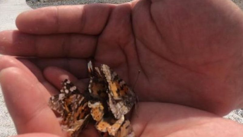 Türkiye'de daha önce görülmeyen böcekler tehlike saçıyor