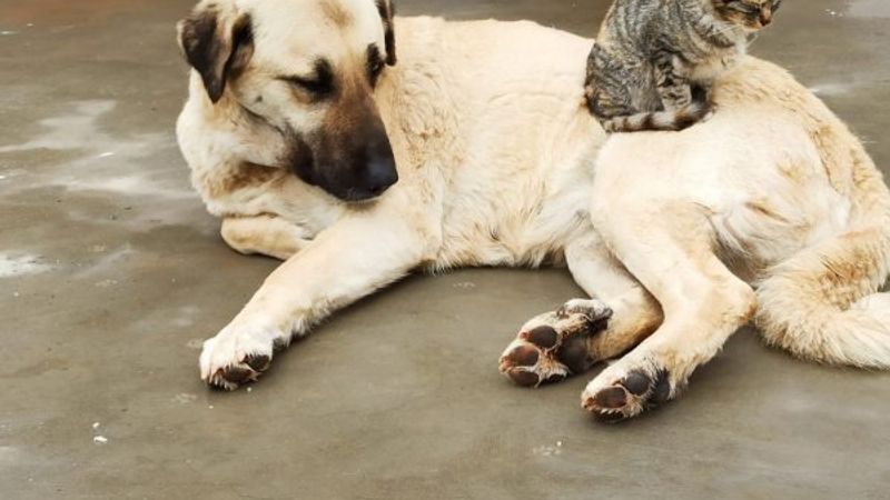 Tunceli'de köpek ve kedinin kıskandıran dostluğu