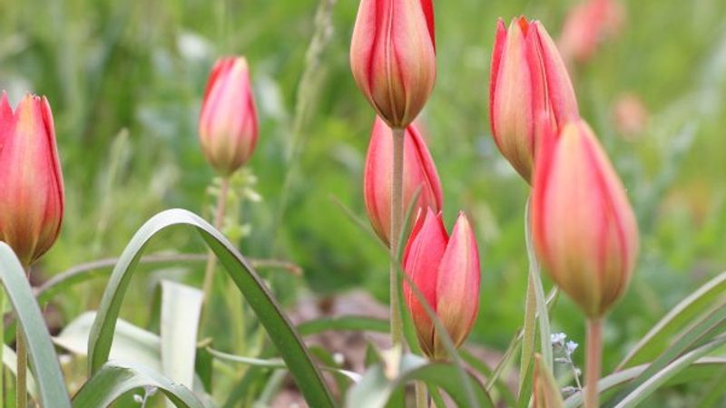 Korona, 73 bin liralık 'Manisa lalesi'ne yaradı