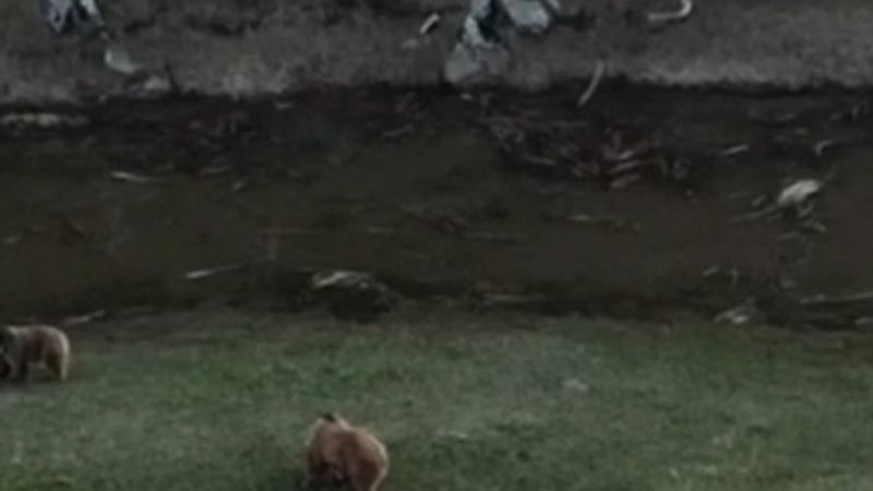 Ardahan'da 8 ayıyı bir arada görüntüleyen vatandaş