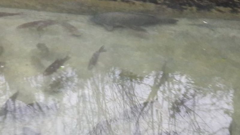 Baraj gölünde avladı, havuzunda besleyip sattı