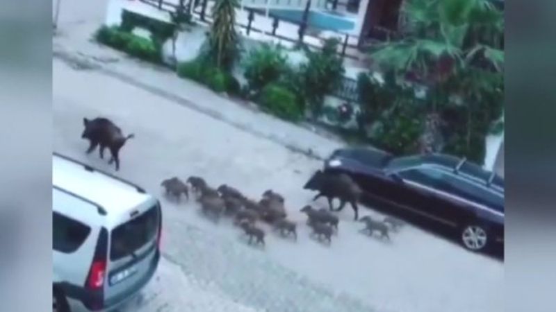 Marmaris sokakları domuzlara kaldı